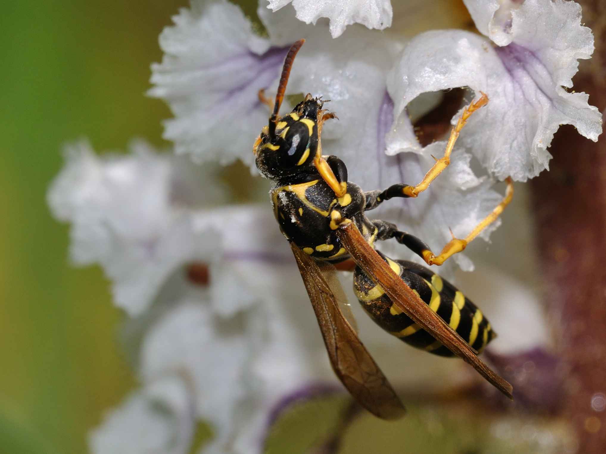 Polistes dominulus